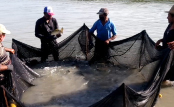 cría de alevines en Contramaestre