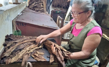 El oficio de contadora de capa en la vida de Damaris del Toro Sánchez 1 El oficio de contadora de capa en la vida de Damaris del Toro Sánchez