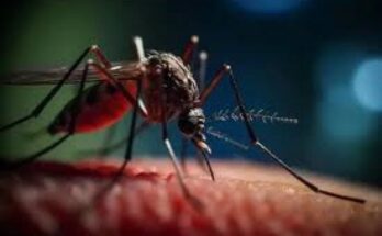 Arbovirosis en Contramaestre