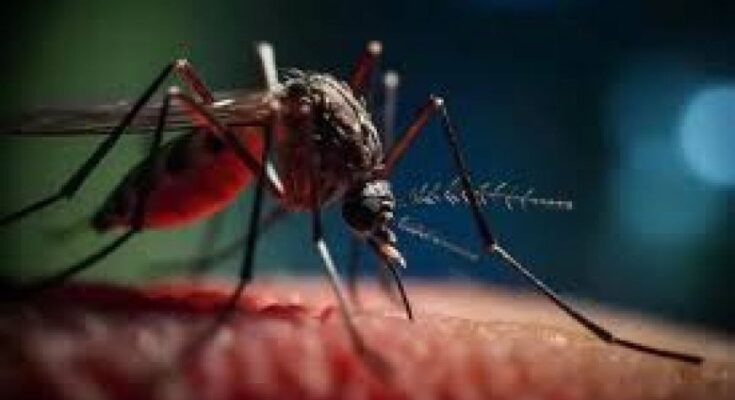 Advierten autoridades sanitarias acerca del riesgo de arbovirosis en Contramaestre 1 Arbovirosis en Contramaestre