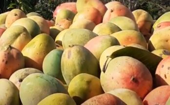 Recolección y beneficio del mango en cosecha atípica de Contramaestre