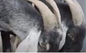 Mundubat en Contramaestre para más alimentos desde las capacidades productivas locales