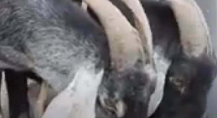 Mundubat en Contramaestre para más alimentos desde las capacidades productivas locales