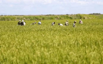 Revierte estrategia empresa agroindustrial América Libre en polos productivos de Contramaestre 5 Programa de arroz popular avanza en Contramaestre