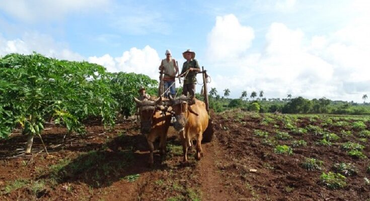 Se preparan campesinos de Contramaestre para Fórum de Agroecología 1 Se prepara movimiento campesino de Contramaestre para Fórum de Agroecología