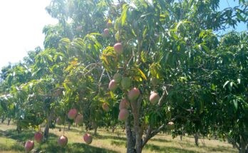 Mango en Contramaestre cosecha que debe asegurarse para próximas campañas 6 Mango en Contramaestre cosecha que debe asegurarse para próximas campañas