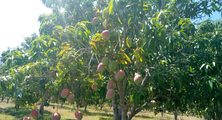 Mango en Contramaestre cosecha que debe asegurarse para próximas campañas 1 Mango en Contramaestre cosecha que debe asegurarse para próximas campañas