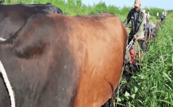 Economía de Contramaestre condicionada por mejores niveles productivos en primer semestre del año