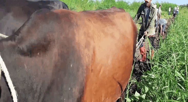 Economía de Contramaestre por mejor producción en primer semestre del año 1 Economía de Contramaestre condicionada por mejores niveles productivos en primer semestre del año