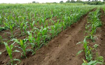 Autoabastecimiento municipal compromiso de la Empresa Agroindustrial América Libre 12 Autoabastecimiento misión de la empresa América Libre de Contramaestre