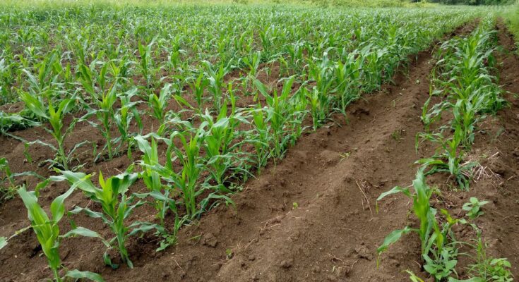 Autoabastecimiento municipal compromiso de la Empresa Agroindustrial América Libre  1 Autoabastecimiento misión de la empresa América Libre de Contramaestre