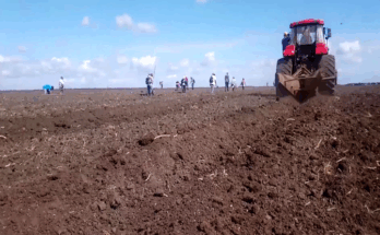 Campaña de siembra de primavera en Contramaestre avanza a pesar de obstáculos