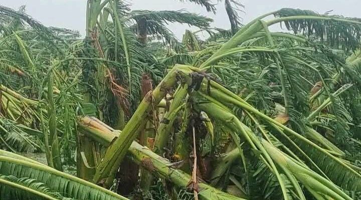 Agropecuarios asegurados de Contramaestre estiman pérdidas más 10 millones de pesos en pérdidas por efectos de Melissa 1 Sin titulo