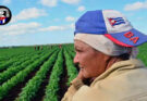Se alista Contramaestre para elevar producciones agrícolas