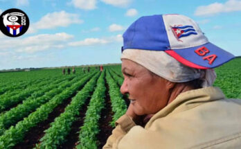 Se alista Contramaestre para elevar producciones agrícolas